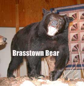 The Brasstown Bear looks Real